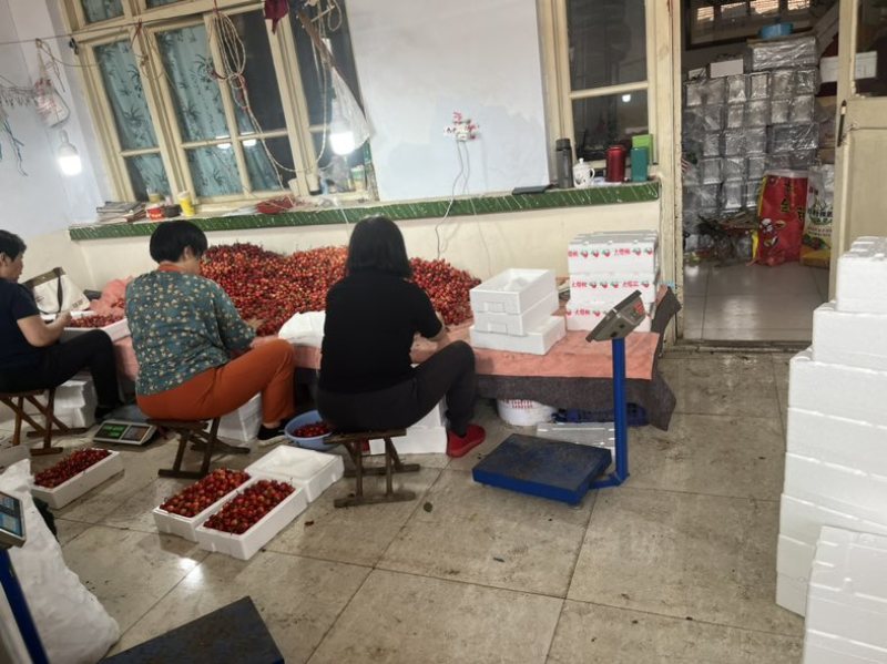 一件代发山东大樱桃产地直发品种齐全现摘现发供应电商批发