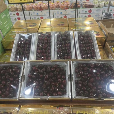 一件代发山东大樱桃产地直发品种齐全现摘现发供应电商批发