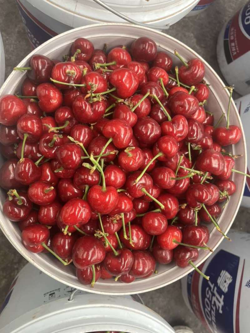 一件代发山东大樱桃产地直发品种齐全现摘现发供应电商批发