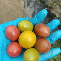 乔氏水果小番茄