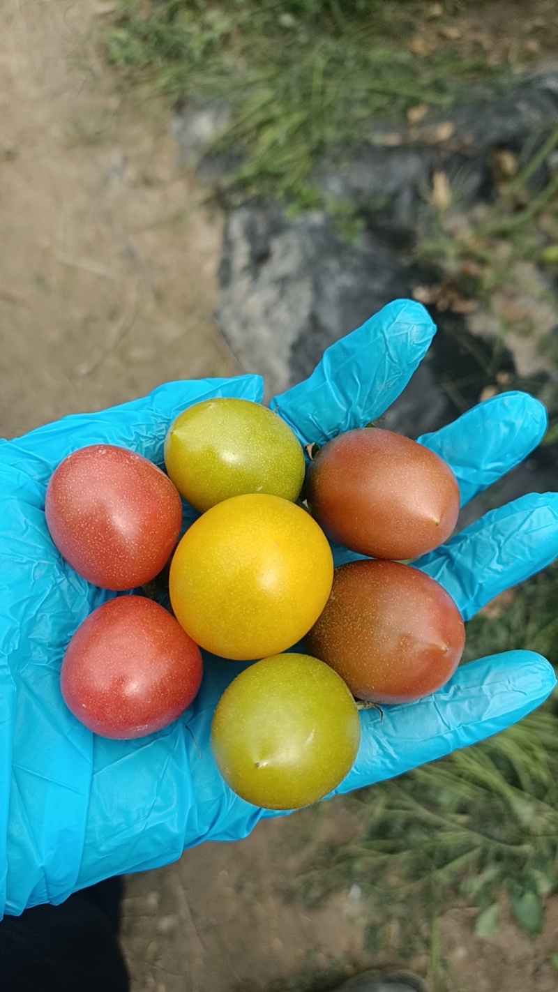 乔氏水果小番茄