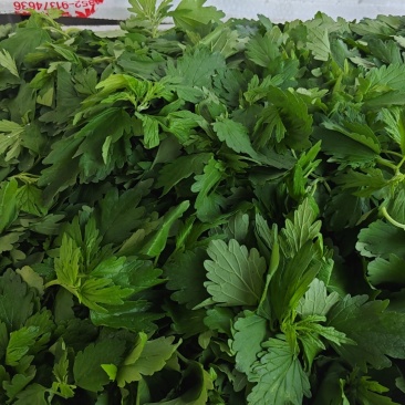 嫩益母草苗