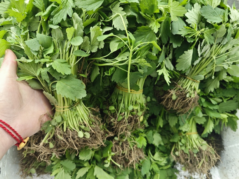 嫩益母草苗
