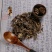 瓦松中药材正品新货包邮天然野生新鲜干货中草药，质量保证