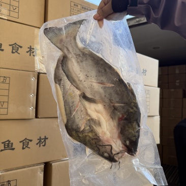 开背腌制清江鱼全规格有货，天天到货需要的老板对接