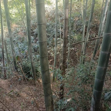 楠竹