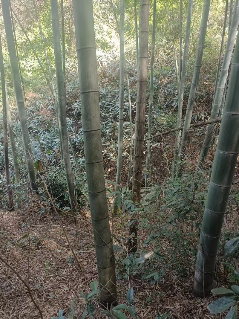 楠竹