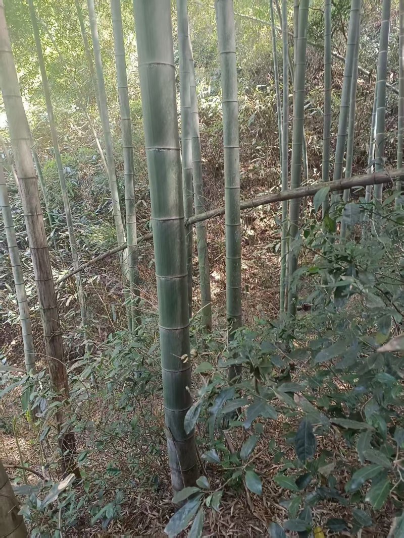 楠竹