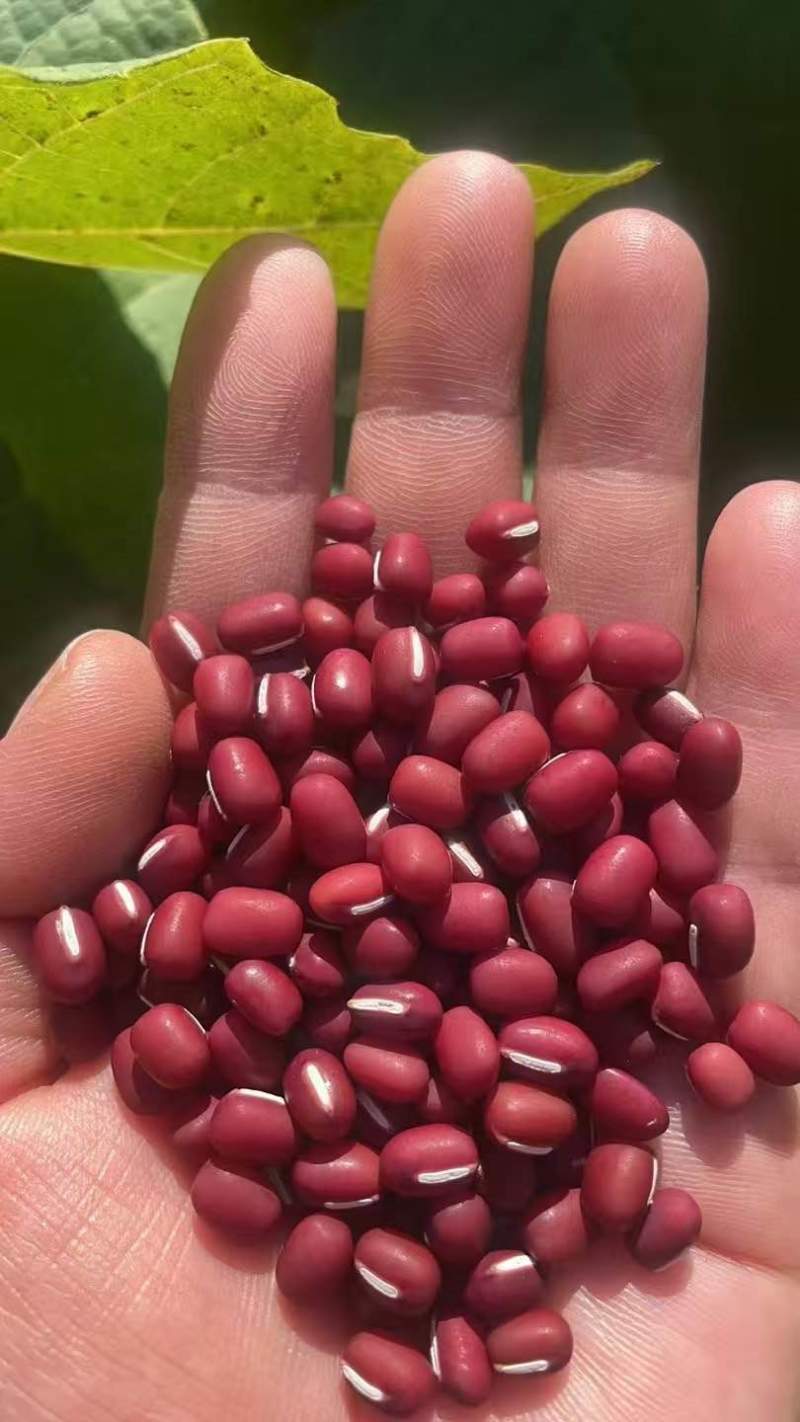 苏子灰苏子