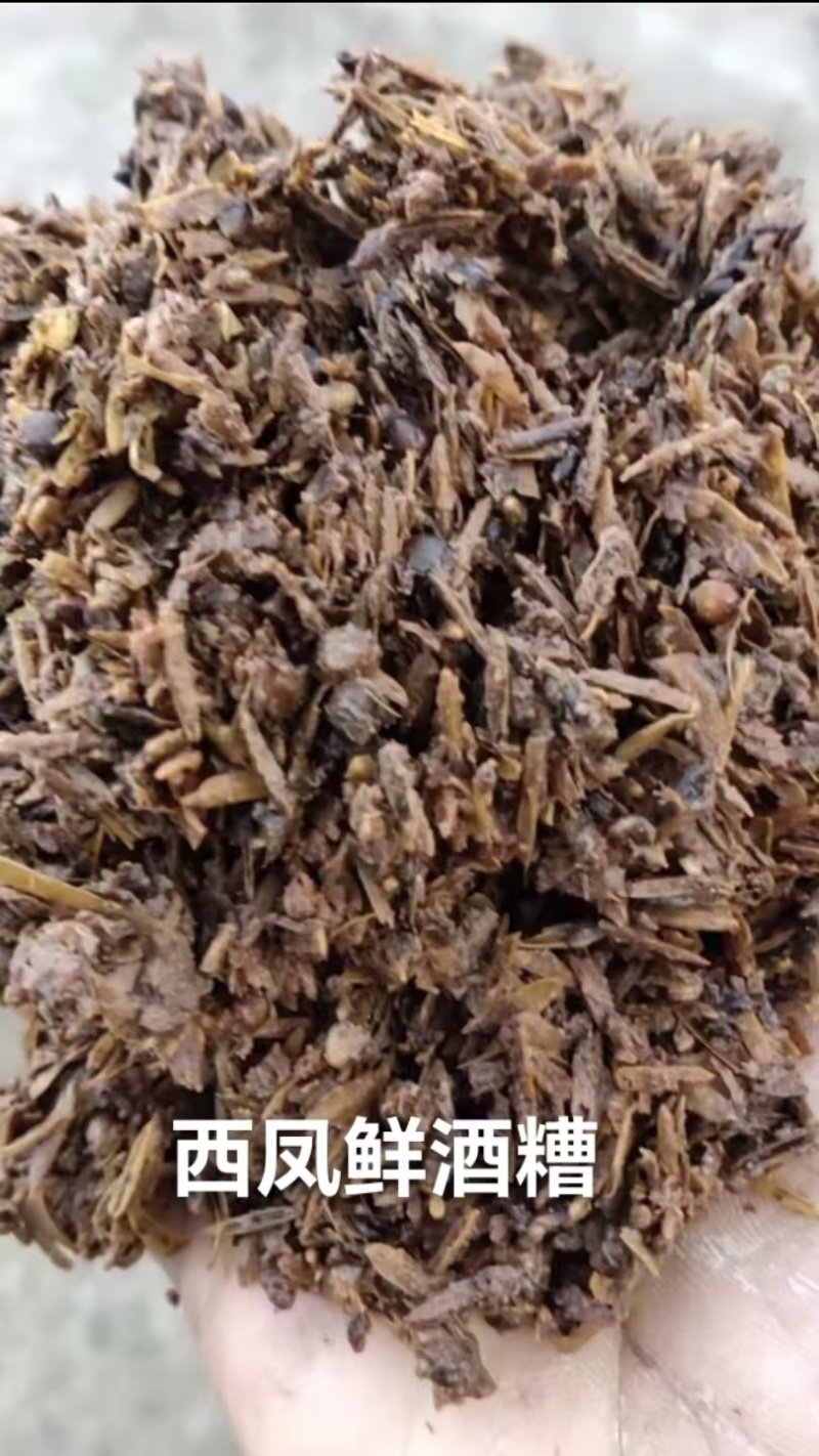 鲜白酒糟