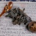 中药材昆布（选货）昆布红花野生正品昆布丝，质量保证
