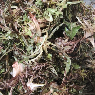 山野菜