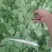枸杞叶