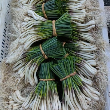 新鲜藠头