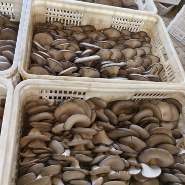 产地平菇量供货中，产地直销代发全国各地，市场货超市货，量大
