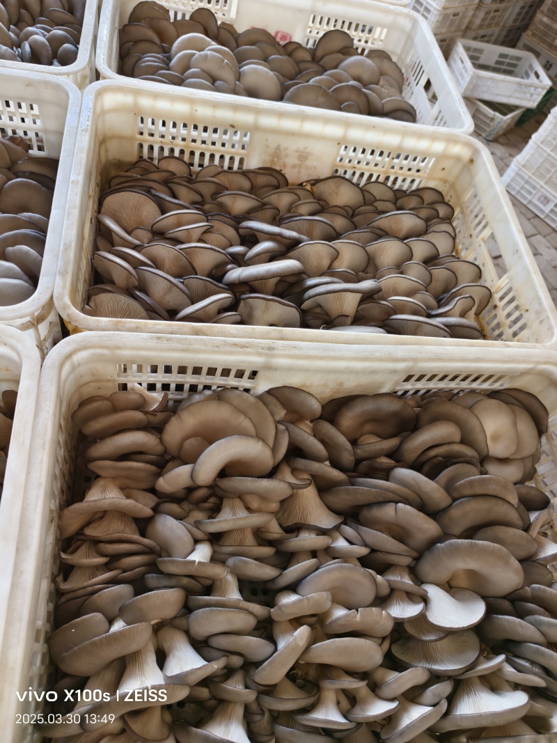 产地平菇量供货中，产地直销代发全国各地，市场货超市货，量大