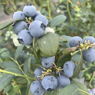 L25.f6都有货，