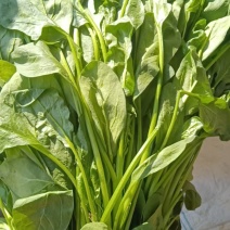 菠菜