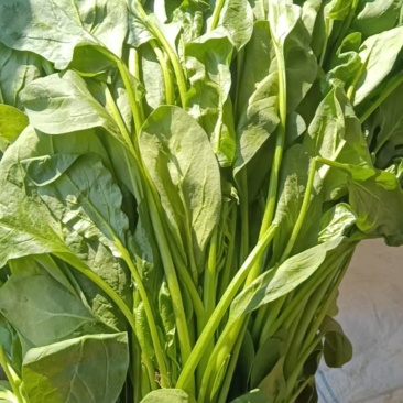 菠菜