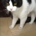 奶牛猫