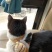 奶牛猫