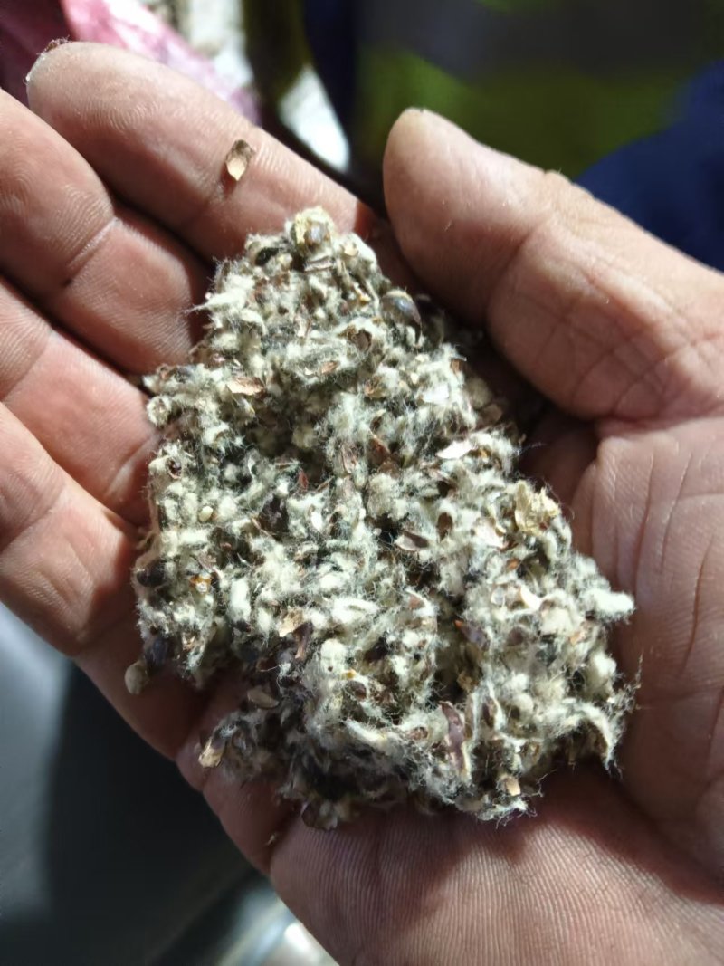 新疆优质棉籽壳