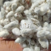 新疆优质棉籽壳