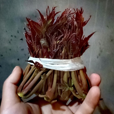 香椿