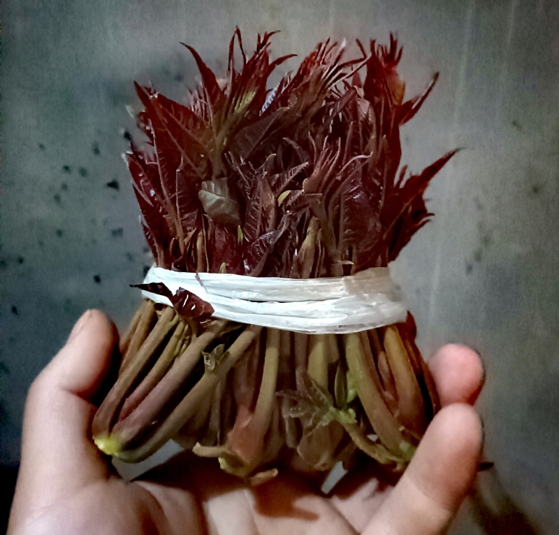 香椿