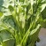 菠菜