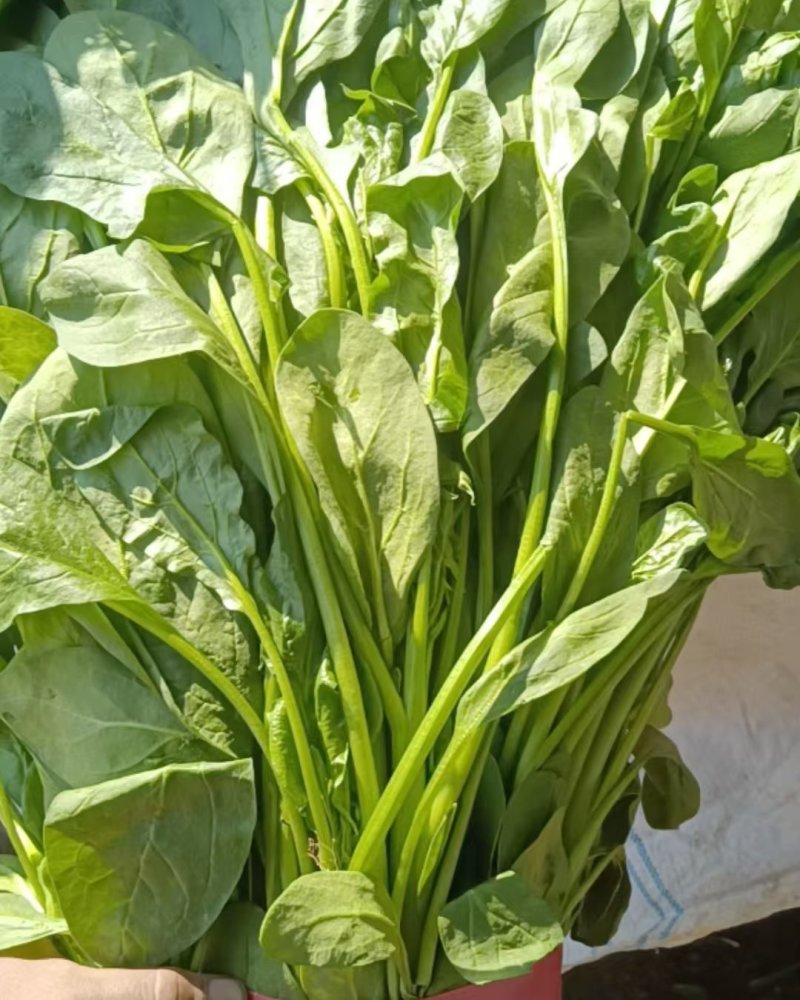 菠菜