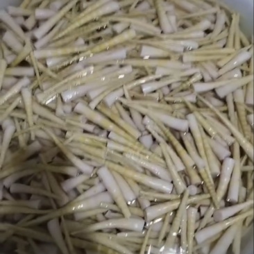 云南高山罗汉笋