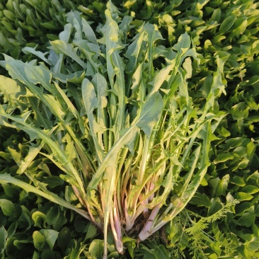 新鲜蒲公英野菜婆婆丁现挖现发产地直发