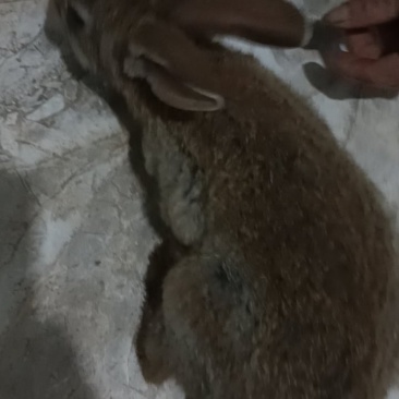 家养兔子