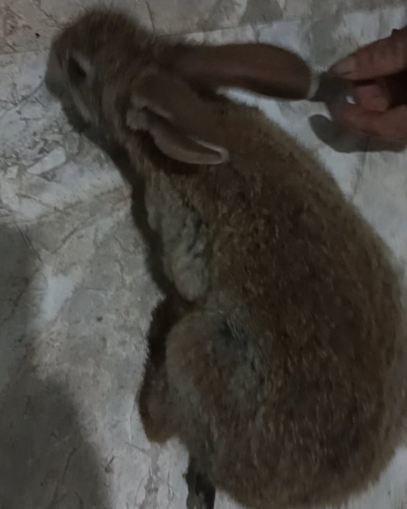 家养兔子