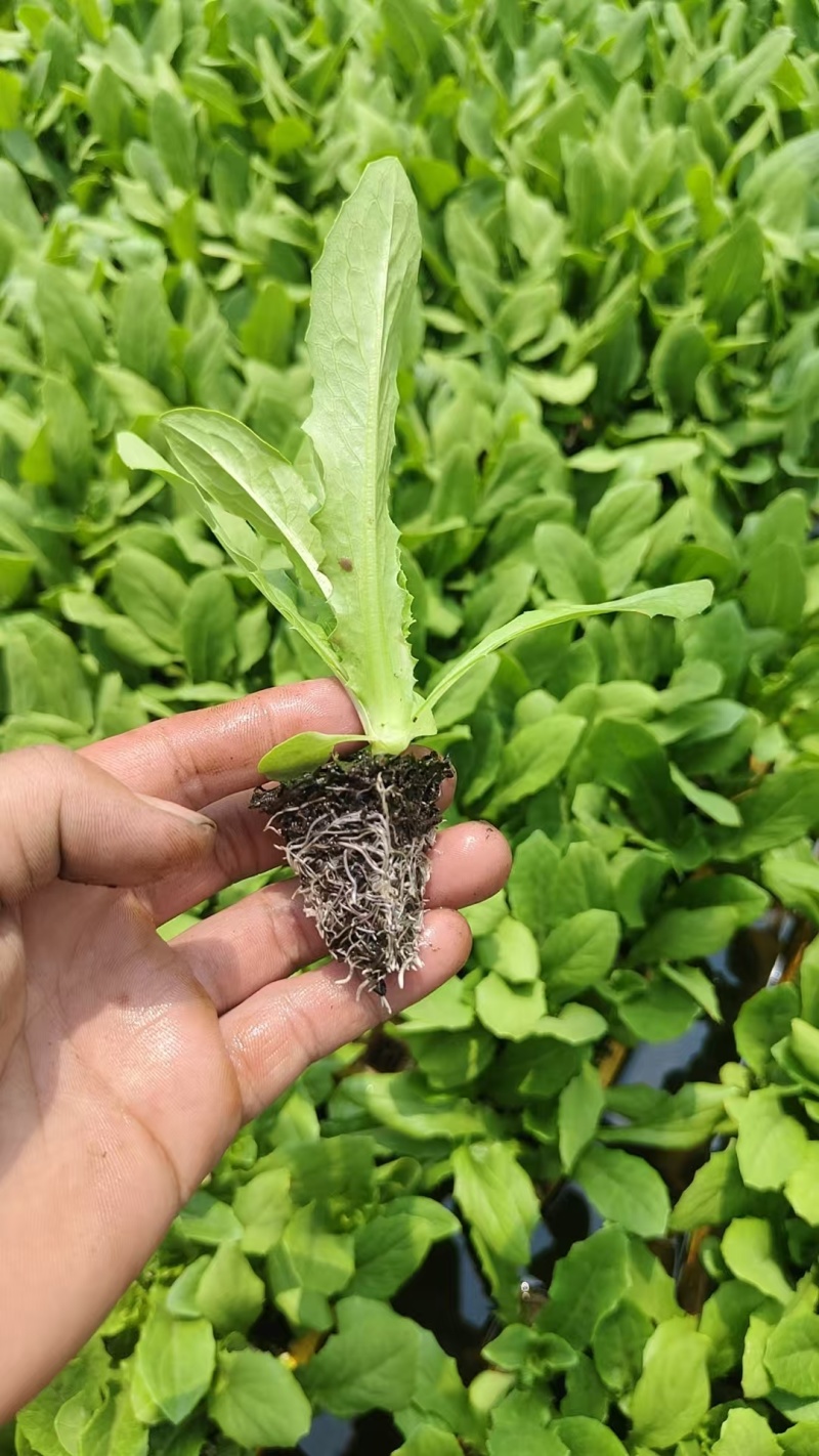 油麦菜苗