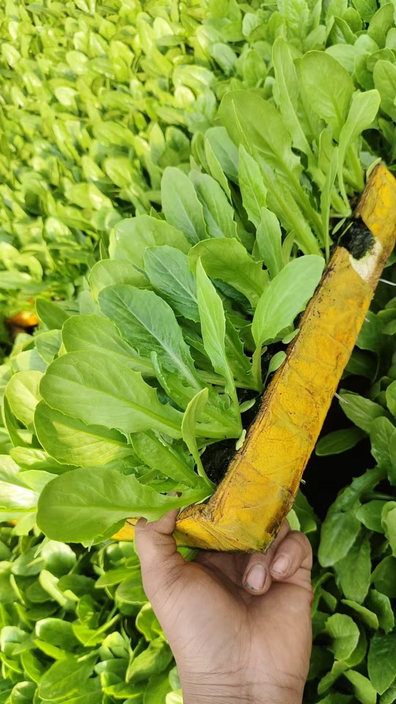 油麦菜苗