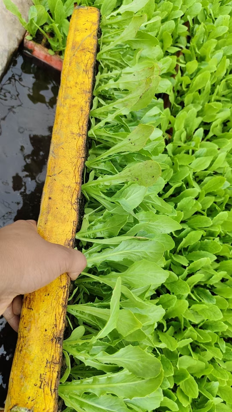 油麦菜苗