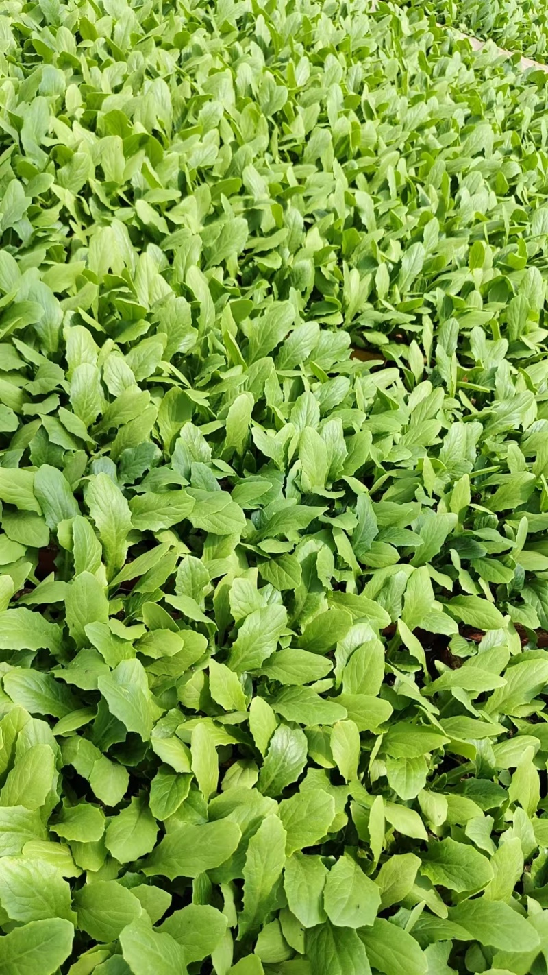 油麦菜苗