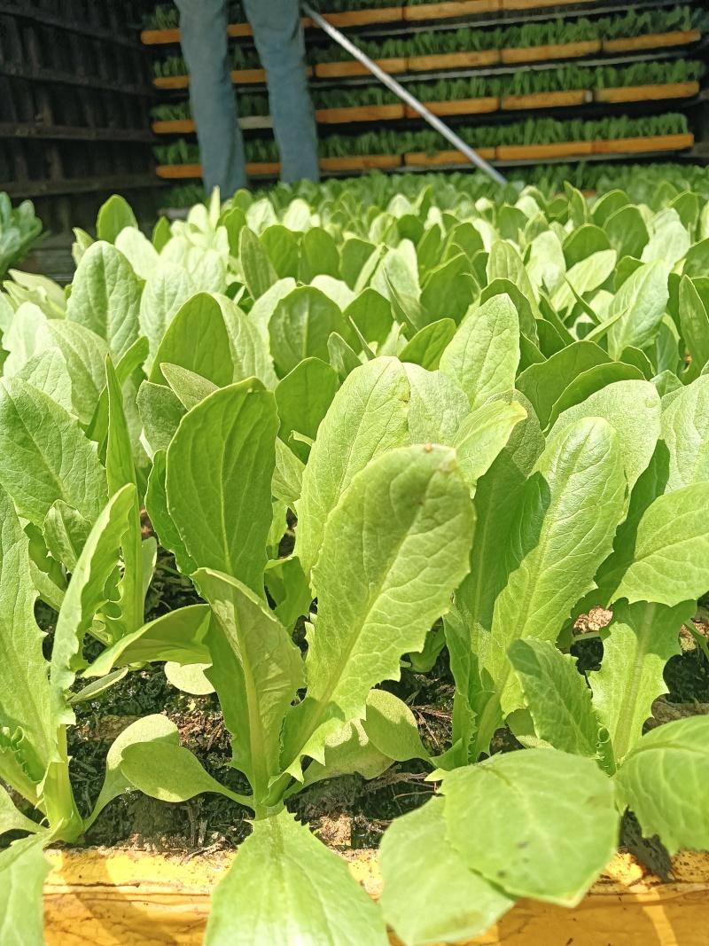 油麦菜苗