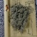 野生茵陈精致中草药材野生茵陈蒿茶新货白蒿绵泡水三月绵茵陈