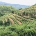 云南省文山市广南县号茶叶