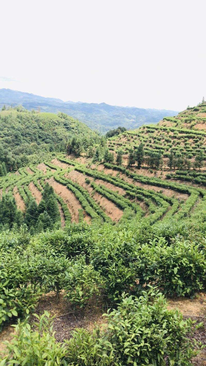云南省文山市广南县号茶叶
