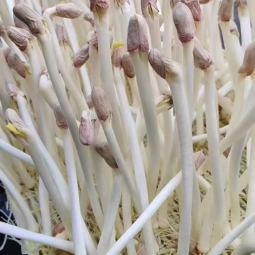 花生芽