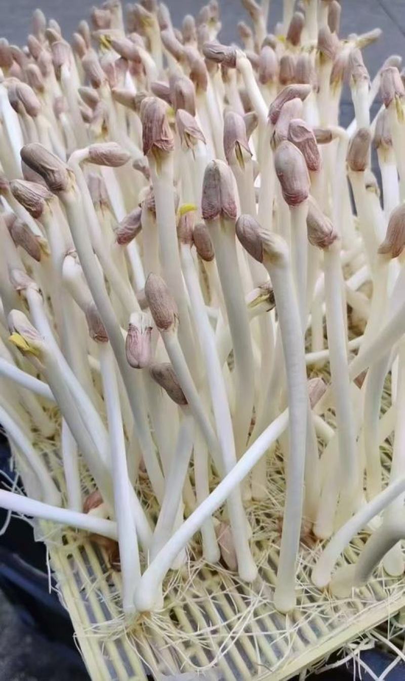 花生芽