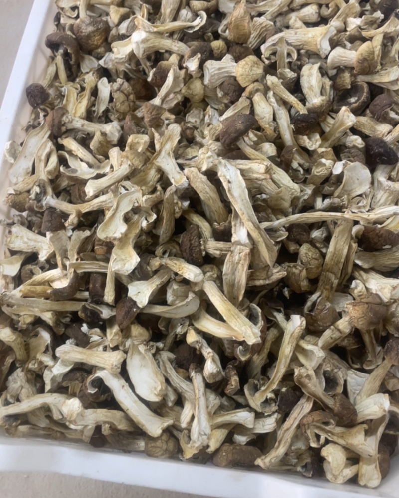 赤松茸干菇片
