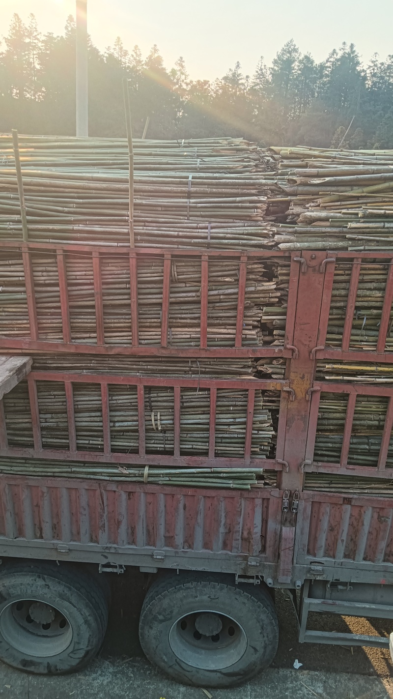 小竹竿
