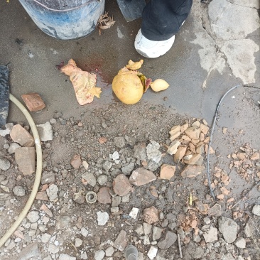 鸡宝