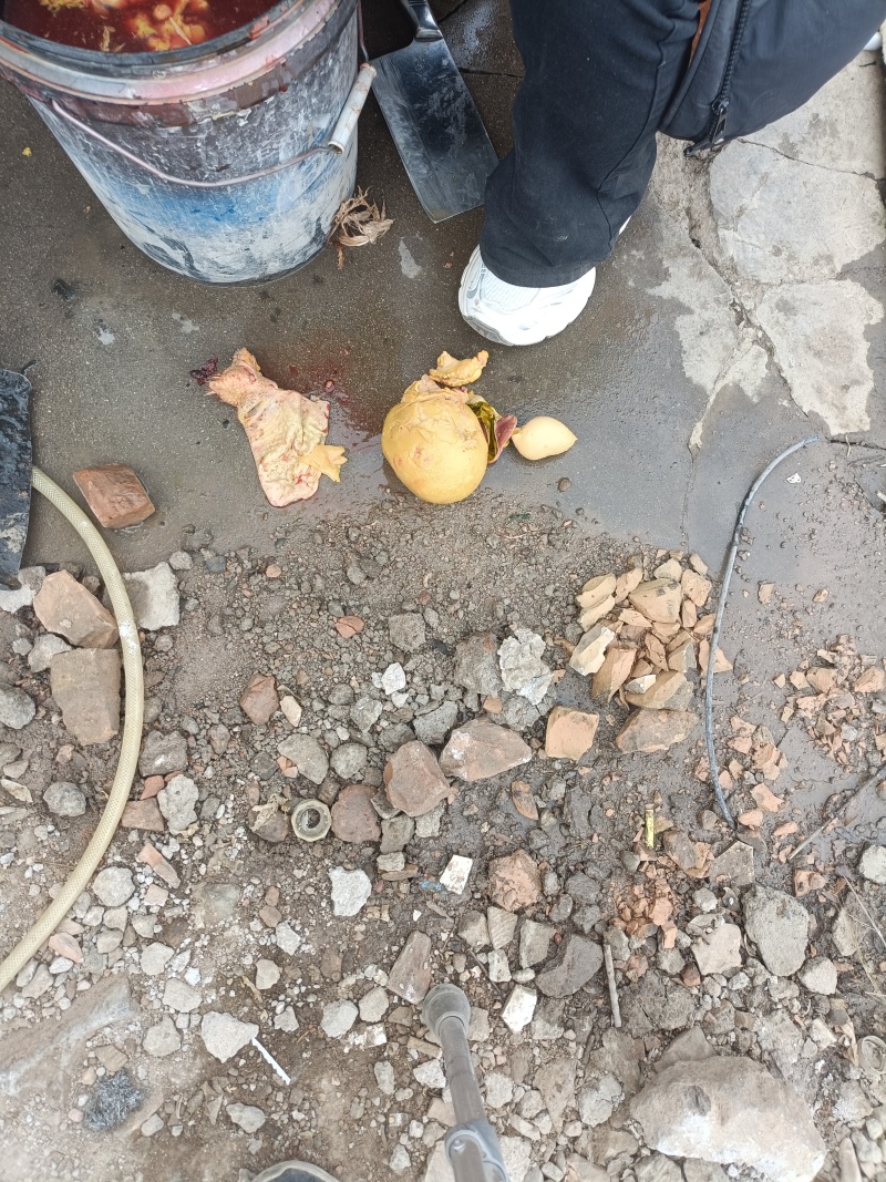 鸡宝