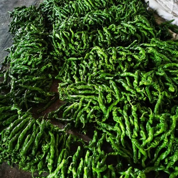 螺丝椒（祥佳蔬菜）产地直供，一手货源
